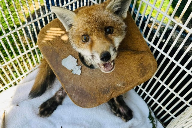 Litter’s lethal effect on wildlife highlighted in damning RSPCA report