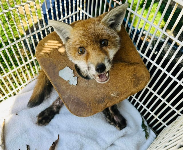 Litter’s lethal effect on wildlife highlighted in damning RSPCA report