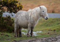 Campaign launched to save Dartmoor ponies "from extinction"