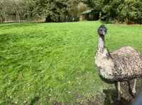Motorists advised to beware of emu loose on road
