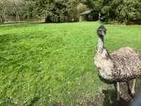 Motorists advised to beware of emu loose on road
