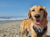 Vet centre campaign to tackle dog arthritis 