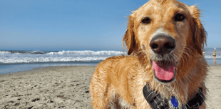 Vet centre campaign to tackle dog arthritis 