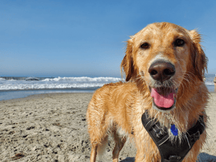 Vet centre campaign to tackle dog arthritis 