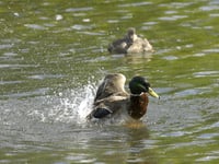 Sewage spills in Torridge almost doubled in 2023