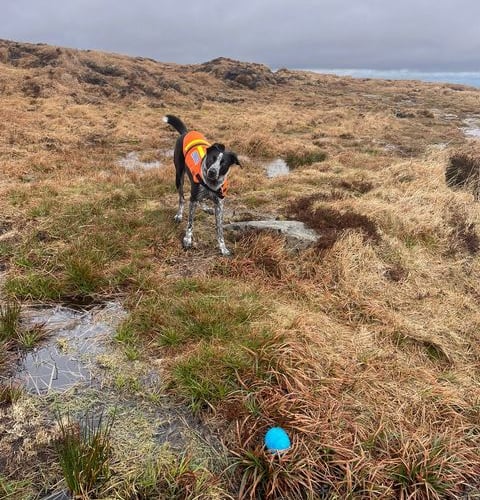 North Dartmoor Search & Rescue's search dog Jack found a group of fur young adults in bad weatherj