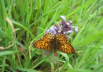 Devon’s rare butterflies in decline