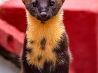 Pine martens on their way back to Dartmoor