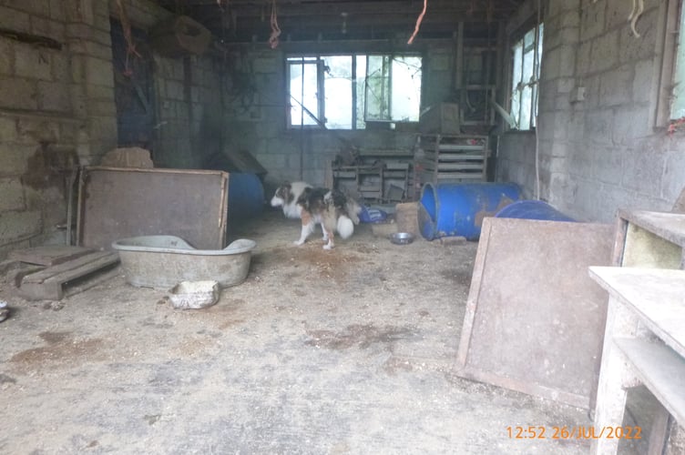 The injured collie