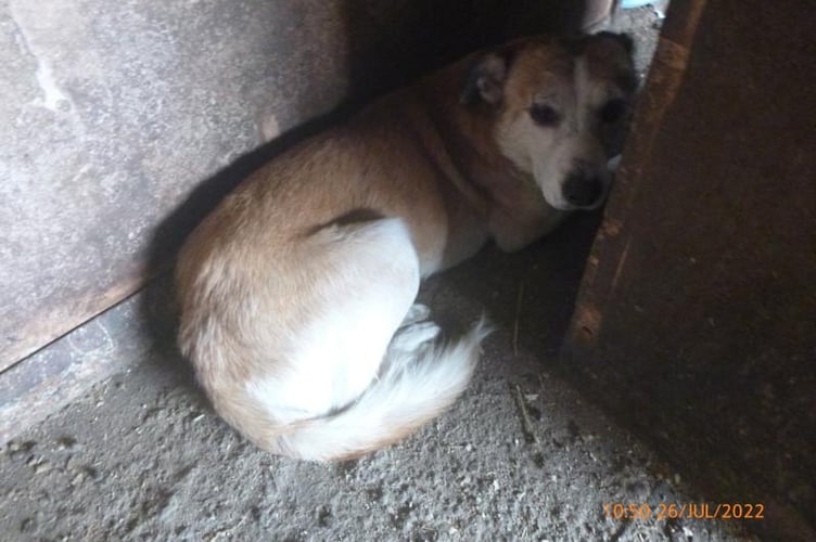 A dog which was kept in unfit conditions by Diana Curtis.  Image: RSPCA
