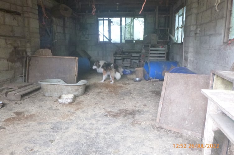 One of the collie dogs kept in ramshackle conditions.  Image: RSPCA