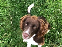 Poisoning probe after dogs die after walk