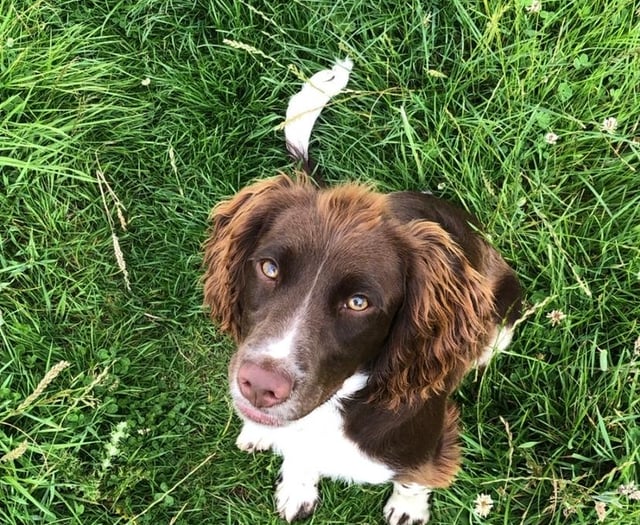 Poisoning probe after dogs die after walk