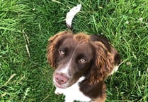 Poisoning probe after dogs die after walk