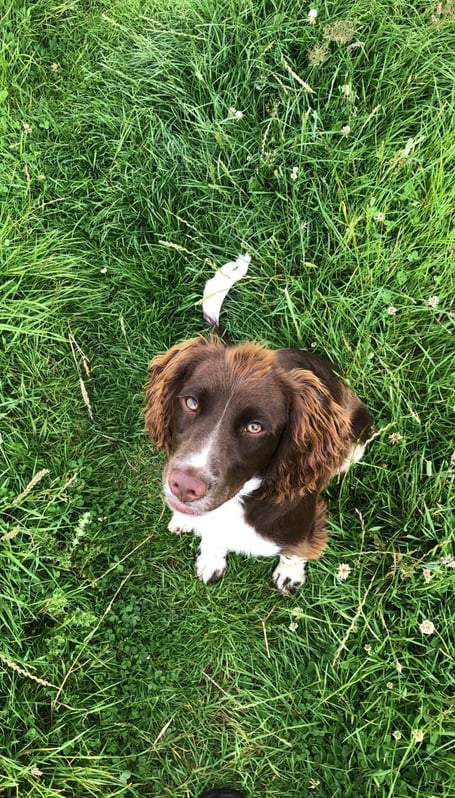 One of the dogs which died