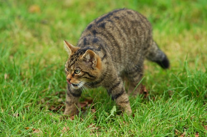 The wildcat was last seen in Devon more than a century ago