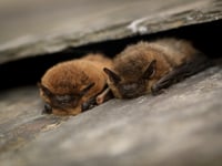 Devon Wildlife Trust seeks volunteers for bat survey