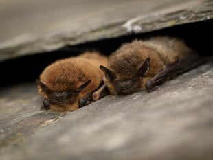 Devon Wildlife Trust seeks volunteers for bat survey
