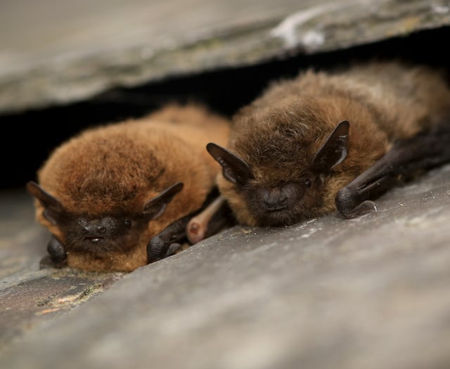 Devon Wildlife Trust seeks volunteers for bat survey