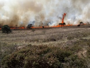 Call for vigilance after wildfire surge on Dartmoor