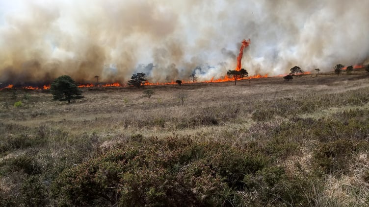 2018 Dartmoor Wildfire Tree Catching Fire - Devon & Somerset Fire and Rescue Service