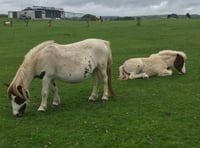 Attempted pony thefts alert