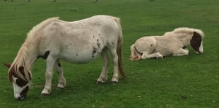 Attempted pony thefts alert