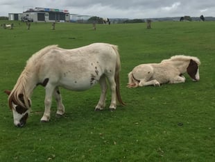 Attempted pony thefts alert