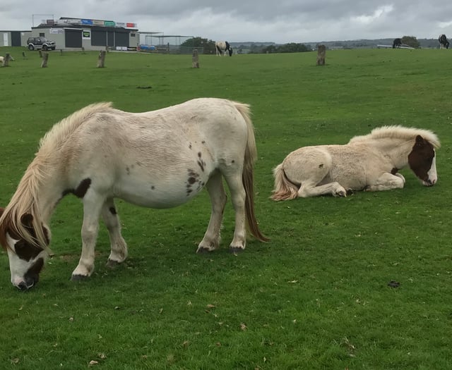 Attempted pony thefts alert