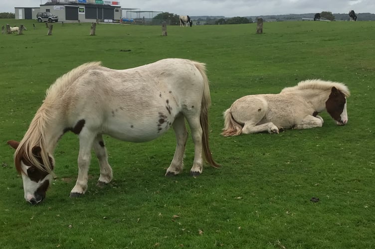 Police are asking for more information about alleged attempted pony thefts in West Devon.