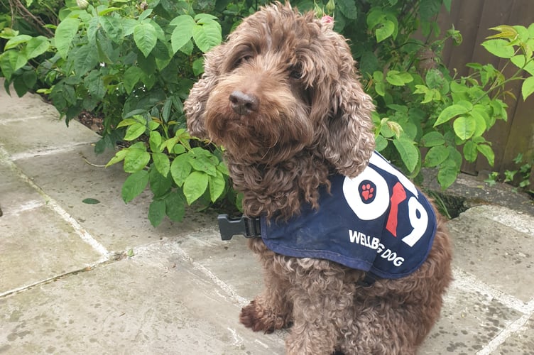 Insp Nathan Walker's dog Bertie.