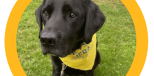 Children invited to read to Rafa the dog at Okehampton Library