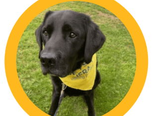 Children invited to read to Rafa the dog at Okehampton Library