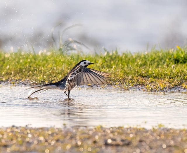 Flash, bang, wallop,  water  picture