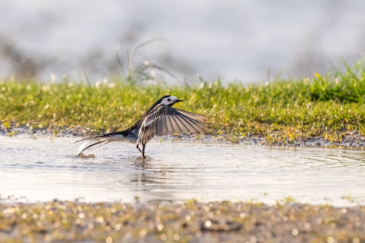 Daphne Wuenn's winning image from last year's competiton