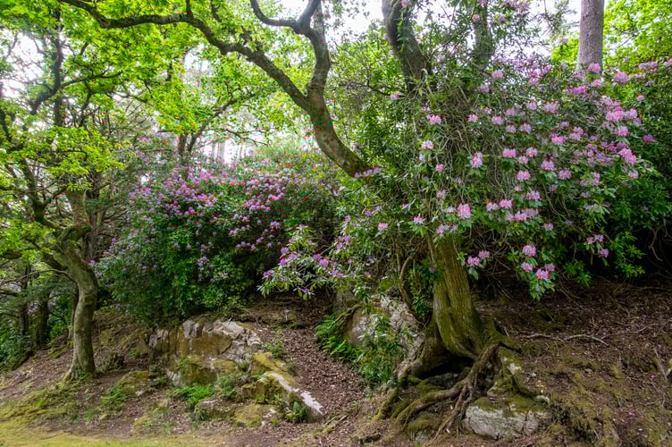 The Woodland Trust is urging people not to buy rhododendron ponticum this spring.