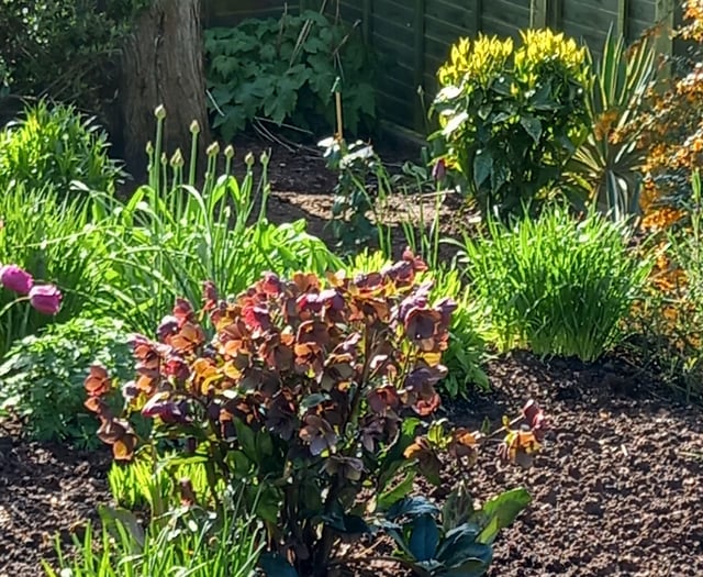 Open garden fundraiser for Hospiscare