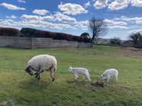 Police appeal for witnesses in lamb theft case