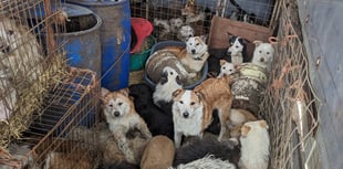Woman jailed over ill-treatment of dogs