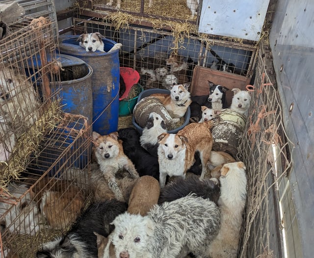 Woman jailed over ill-treatment of dogs