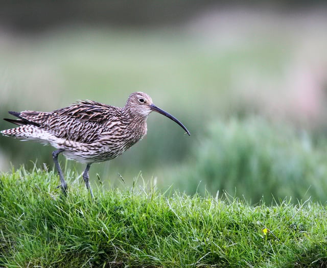 Rare bird survey appeal