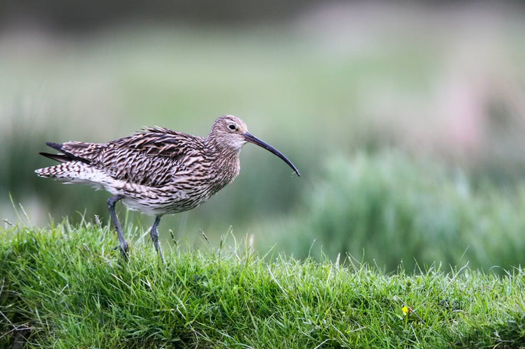 Eurasian curlew Numenius arquata, lone adult, RSPB Geltsdale Nature Reserve, Cumbria, April