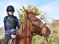 Scam advertising horses for sale