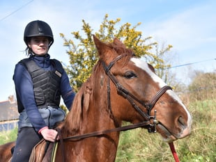 Scam advertising horses for sale