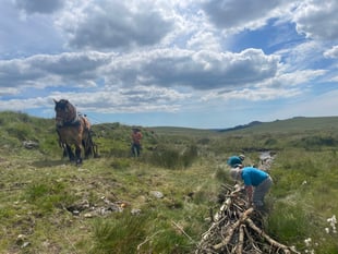 Heavy horses replace vehicles on moor