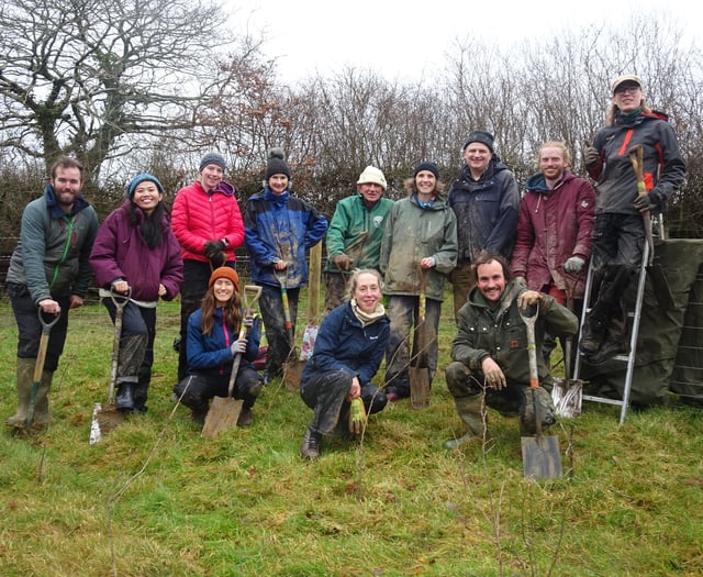 Crowdfunder launched to plant 34,000 trees on Dartmoor