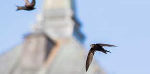 Okehampton housebuilder commits to improve biodiversity