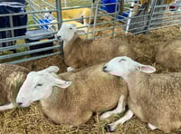 Fun at Okehampton Show despite the drizzle
