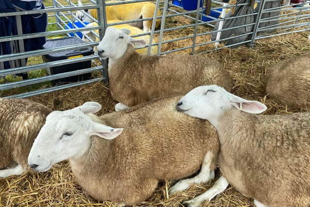 Fun at Okehampton Show despite the drizzle