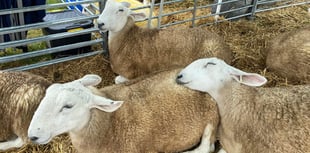 Fun at Okehampton Show despite the drizzle